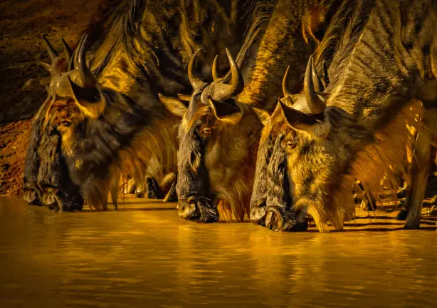 Furaha Serengeti National Park Safari Experience